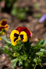 red and yellow flower