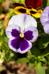 purple and yellow flower