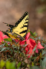 monarch butterfly on a flower