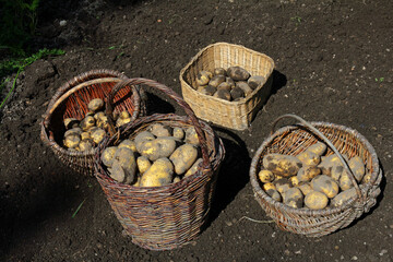  potato harvest