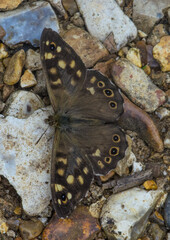 Speckled Wood butterfly warming on stone gravel path with open wings
.