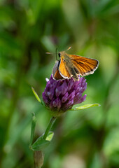 Small skipper feeding on purple flower. 