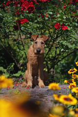 Adorable Irish Terrier puppy posing outdoors in a city park sitting on stones between yellow Rudbeckia flowers and red roses in summer