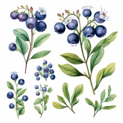 Photo of a vibrant pile of fresh blueberries and leaves on a clean white background