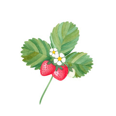 Watercolor red juicy strawberries with leaves and flower. Food background, painted bright composition. Hand drawn food illustration. Fruit print. Summer sweet fruits and berries