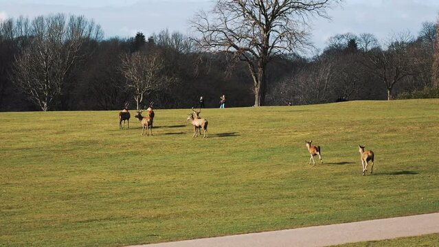 deers enjoying the sun in the park and visitors watching them, Wollaton Hall. High quality 4k footage