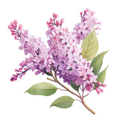 Isolated lilac branch with leaves in bloom on transparent background