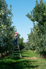 apple orchard harvest workers using ladders