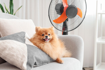 Cute Pomeranian spitz with electric fan lying on armchair in living room