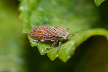 Insect, leafhopper, on peppermint leaf, in a garden. Macro photography.