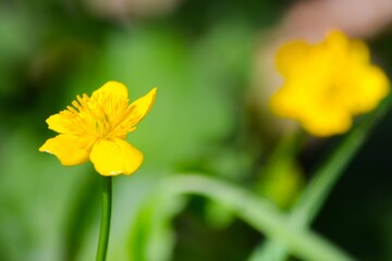 fleure jaune du printemps 