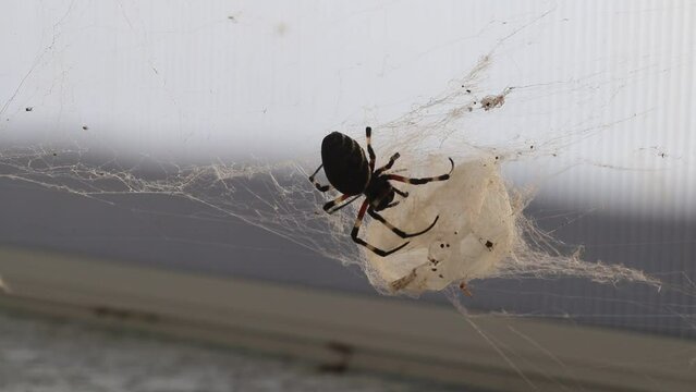 Aranha no Ninho