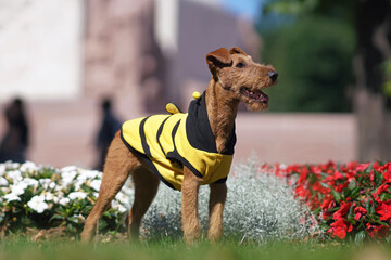 Funny Irish Terrier puppy posing outdoors in a yellow and black bee costume standing on a green grass in summer