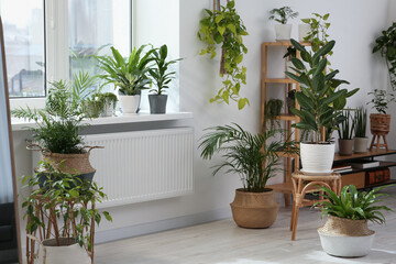 Fototapeta na wymiar Stylish room with beautiful plants near window. Interior design