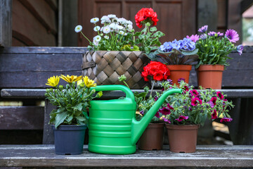 Fototapeta na wymiar Beautiful blooming flowers and watering can on wooden stairs outdoors. Seasonal gardening