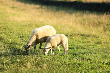 Beautiful sheep and lamb grazing on green pasture. Farm animal