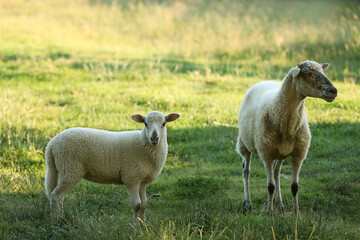 Beautiful sheep and lamb on green pasture. Farm animal