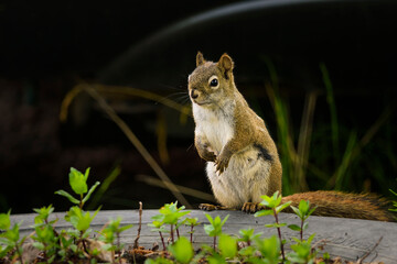 squirrel in the park