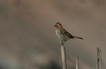 orange necked bird on a tree branch