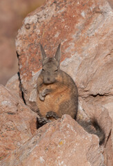 peruvian hare in the chilean north