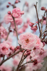Cherry Blossoms 02
