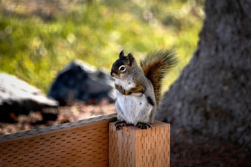 Fototapeta premium squirrel in the park