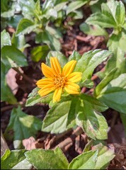 yellow flowers in the garden
