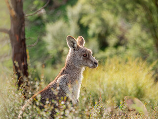 Roo In The Weeds