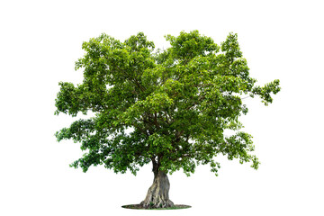 Obraz premium Isolated green tree on white background, Trees isolated on white background, tropical trees isolated used for design, advertising and architecture.