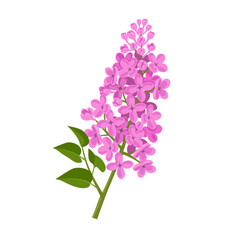 Vector illustration, lilac flower with green leaves, isolated on white background.