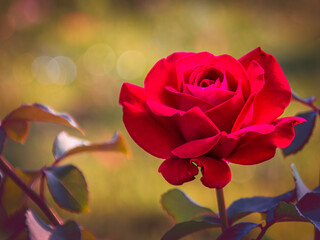Fototapeta na wymiar Red rose closeup, red rose blooming in the summer garden, blurred natural yellowish background wth soft focus, beautiful bokeh