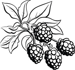 Berries Fruits Logo Monochrome Design Style