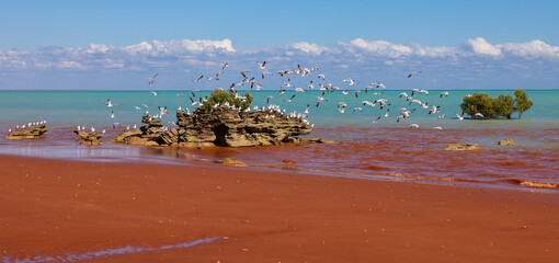 Seagulls at red sandy coastline along turquoise water at Red Sand Beach, Roebuck Bay, Broome, Western Australia © Reto Ammann