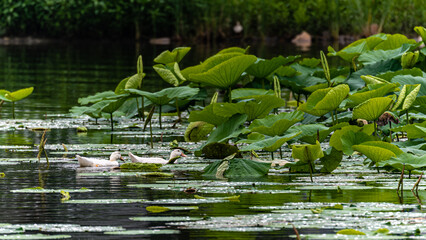 lotus and white duck - the scenery of Nanhu Park in Changchun, China in summer
