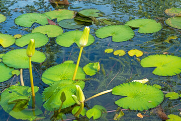 small white water lily