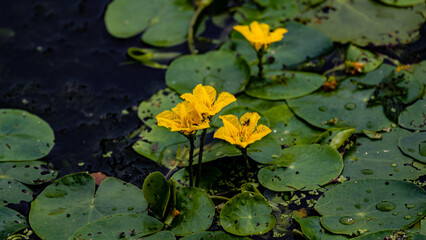 waterweed blooming cauliflower - the scenery of Nanhu Park in Changchun, China in summer