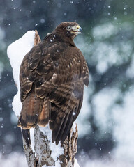 Harlan's Hawk in snow, Ontario, Canada