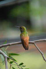 beautiful hummingbird on a branch