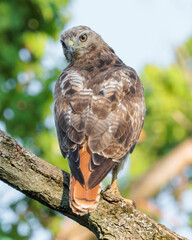 Red-tailed hawk, Ontario, Canada