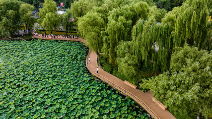The scenery of Nanhu Park in Changchun, China, where lotus blooms in summer