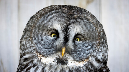 Close-up great grey owl