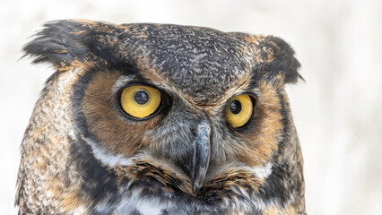 Super close-up great horned owl