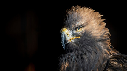 Portrait of a golden eagle