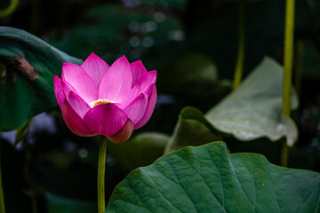 lotus blooming in summer - the scenery of Nanhu Park in Changchun, China in summer