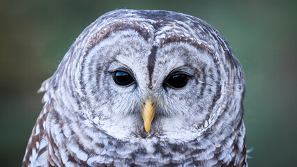 Barred Owl Close-up, Ontario, Canada