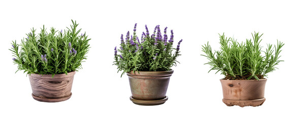 Collection of rosemary plants, purple flowers in pots, transparent background