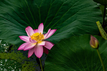 lotus blooming in summer - the scenery of Nanhu Park in Changchun, China in summer