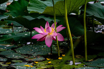lotus blooming in summer - the scenery of Nanhu Park in Changchun, China in summer