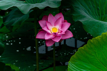 lotus blooming in summer - the scenery of Nanhu Park in Changchun, China in summer
