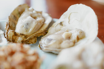 oyster
